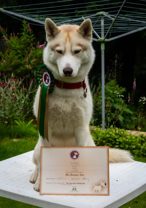 Lizard achieving her Canine Good Citizenship award