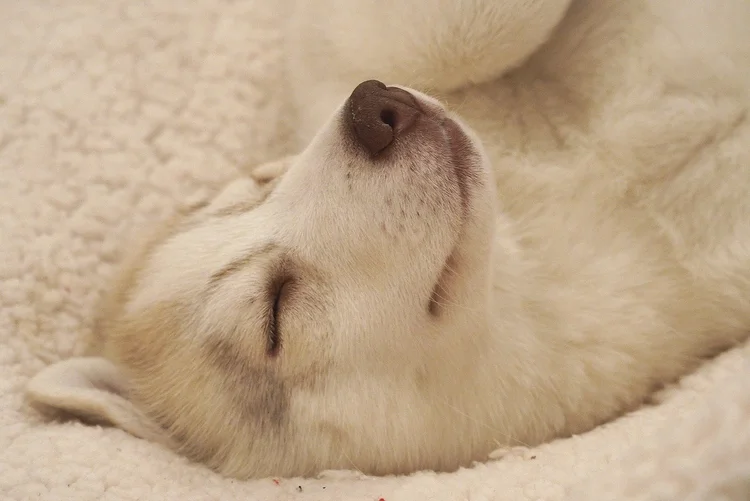 Lizard as a puppy taking a nap
