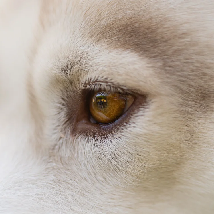 A close up of Lizard's eye