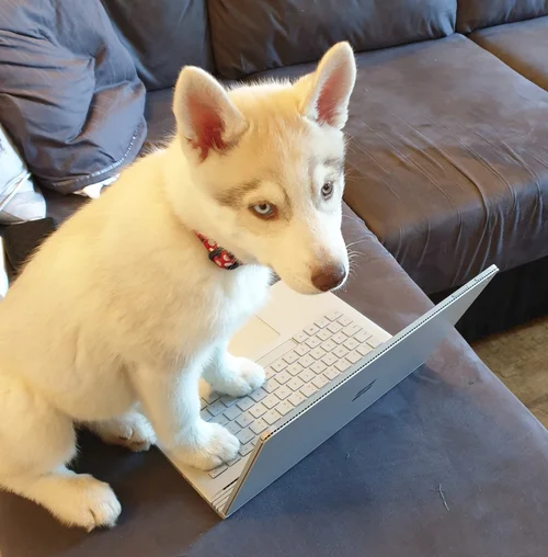 Lizard using a laptop