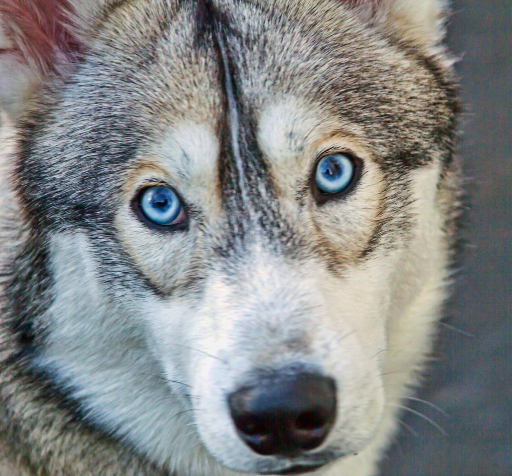 Close-up portrait of a Siberian Husky with striking blue eyes