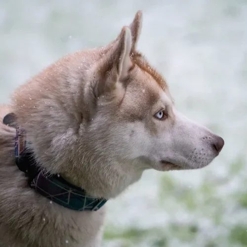 141766033_442271347132722_1702160844879620965_o Lizard's first experience with snow
