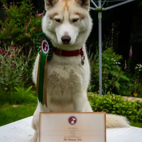 213040327_544056453620877_9114640896854671927_n Lizard achieving her Canine Good Citizenship award