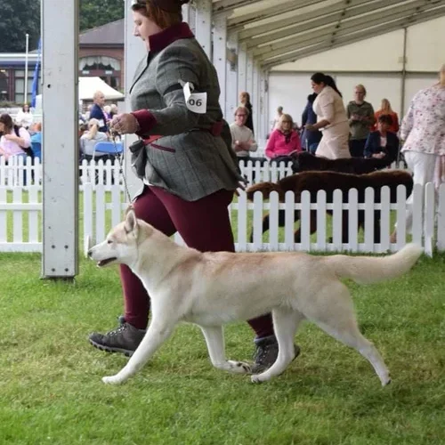 242348945_1200809710393621_5359474674612257509_n Lizard strutting her stuff at a show