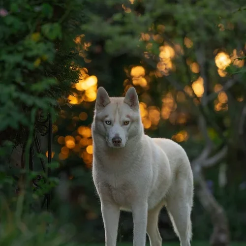 282454829_753925992633921_7069551568996662379_n Lizard being majestic in front of the sunset