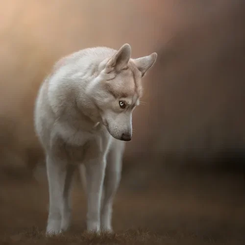 3dd1aaae-ad9b-44be-83ec-1c34aba63daf Lizard modelling for my photography hobby