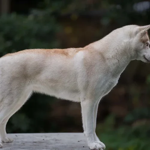 DSC06913 (1) Lizard, 2 years old, in a show stack