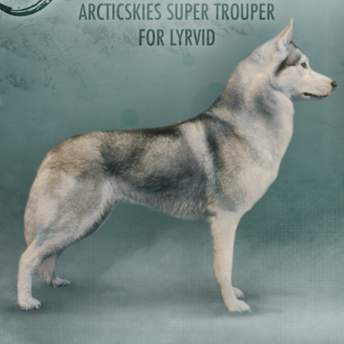 litter_annoucement Goose, 4 years old, in a show stack